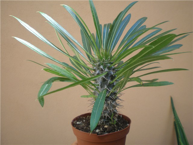 Pachipodium lamerei